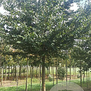 Zelkova serrata 25-30 HO draadkluit
