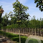 Acer pseudoplatanus 18-20 HO draadkluit