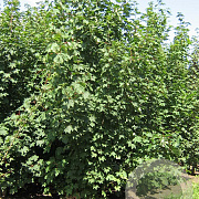 Acer pseudoplatanus 350-400 cm draadkluit meerstammig 