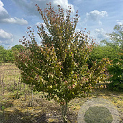 Cercidiphyllum japonicum 250-300 cm draadkluit meerstammig 350-400 diameter