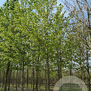 Corylus colurna 20-25 HO draadkluit