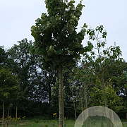 Tilia tomentosa 'Brabant' 20-25 HO draadkluit
