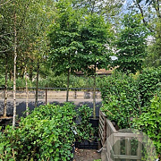 Tilia tomentosa 'Varsaviensis' 6-8 HO draadkluit