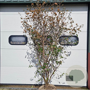 Viburnum burkwoodii 200-250 cm draadkluit struik