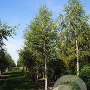 Betula pendula 25-30 HO draadkluit