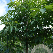Aesculus glabra 12-14 HO draadkluit