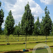 Acer rubrum 'Karpick' 50-60 HO draadkluit