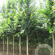 Ulmus 'Lobel' 14-16 HO draadkluit