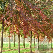 Ulmus 'Frontier' 18-20 HO draadkluit