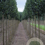 Ulmus 'Columella' 14-16 HO draadkluit