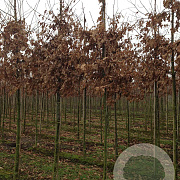 Quercus petraea 12-14 HO draadkluit