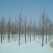 Tilia cordata 'Greenspire' 30-35 HO draadkluit