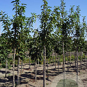 Prunus ser. 'Sunset Boulevard' 12-14 HO draadkluit