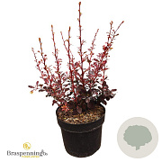 Berberis thunb. 'Harlequin' 25-30 cm 3,5L