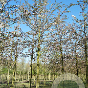 Malus 'Evereste' 18-20 HO draadkluit
