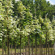Acer plat. 'Drummondii' 14-16 HO draadkluit