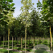 Acer plat. 'Drummondii' 18-20 HO draadkluit