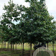 Quercus rubra 25-30 HO draadkluit
