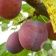Prunus d. 'Monsieur Hâtif' 45-50 HO draadkluit