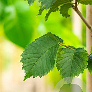 Ulmus Lutece 16-18 HO draadkluit