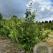 Malus 'Professor Sprenger' 200-250 cm draadkluit meerstammig 160-180 cm diameter
