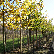 Ulmus 'Sapporo Autumn Gold' 12-14 HO draadkluit