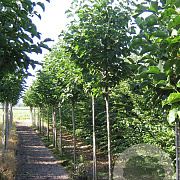 Magnolia 'Spectrum' 10-12 HO draadkluit