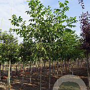 Juglans r. 'Bella Maria' 12-14 HO draadkluit