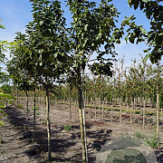 Malus d. Dubbele Bellefleur 18-20 HO draadkluit