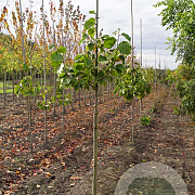 Magnolia 'Big Dude' 10-12 HO draadkluit