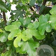 Liquidambar s. 'Rotundiloba' 14-16 HO draadkluit geveerd