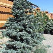 Abies lasiocarpa 'Argentea' 150-175 cm draadkluit solitair