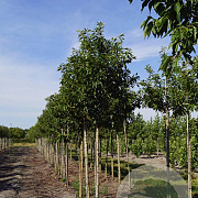 Prunus ser. 'Pink Perfection' 12-14 HO draadkluit