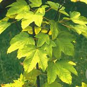 Acer pseud. 'Worley' 35-40 HO draadkluit