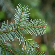 Abies amabilis 250-300 cm draadkluit solitair