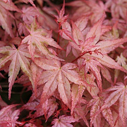 Acer pal. 'Beni-tsukasa' 350-400 cm draadkluit meerstammig 