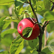 Malus d. Rote Sternrenette 8-10 HA 25L