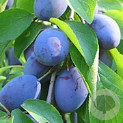 Prunus d. 'St Julien' 20-25 HO draadkluit