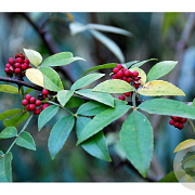 Zanthoxylum alatum planispinum 20-25 HO draadkluit
