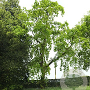 Quercus rob. 'Pendula' 200-250 cm 10L