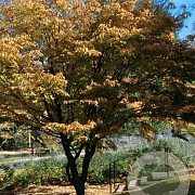 Carpinus laxiflora 6-8 HO draadkluit