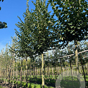 Ulmus minor 'Wanoux' 20-25 HO draadkluit