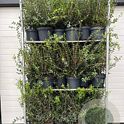 Osmanthus burkwoodii 60-80 cm 7,5L