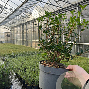Osmanthus burkwoodii 30-40 cm 2,0L