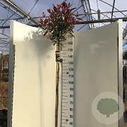 Photinia fraseri 'Red Robin' 150 cm stam 10L