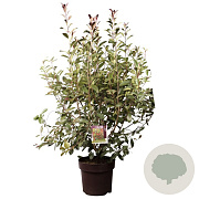 Photinia fraseri 'Red Robin' 140-150 cm 25L