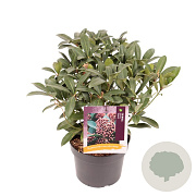 Skimmia j. 'Rubella' 25-30 cm 3,0L