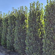Prunus l. Elly 250-275 cm draadkluit extra