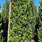 Prunus l. Elly 225-250 cm draadkluit extra