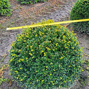 Taxus baccata 60 cm draadkluit bol